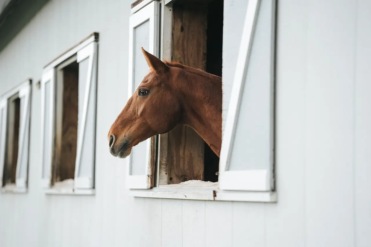 Hest der stikker hovedet ud af et staldvindue